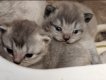 Chaton British shorthair