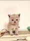 Chatons British Shorthair