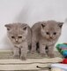 Chatons British Shorthair