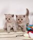 Chatons British Shorthair