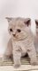 Chatons British Shorthair