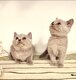 Chatons British Shorthair