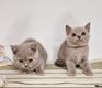 Chatons British Shorthair