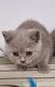 Chatons British Shorthair