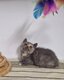 Chaton British Shorthair disponible de suite