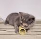 Femelle British Shorthair disponible de suite