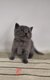 Chatons British Shorthair bleus