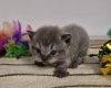 Chaton British shorthair