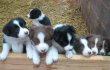 Chiots border collie