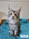 Chatons Maine coon