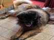 Magnifique leonberg de 4 ans castré à replacer