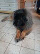 Magnifique leonberg de 4 ans castré à replacer