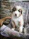 Adorables chiots Berger Australien à réserver