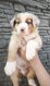 Adorables chiots Berger Australien à réserver