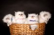 Chatons ragdoll