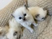Chatons ragdoll