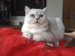 British Shorthair Adulte