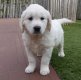 Magnifiques chiots Golden Retriever avec pedigree