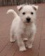 Magnifiques chiots West Highland White Terrier...