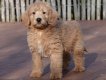 Adorable chiots Labradoodle mini et moyenne, avec...