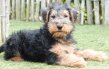 Magnifiques chiots Welsh Terrier (parents...