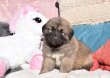 Chiots Berger du Caucase x Montagnes des...