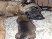 Malinois de race