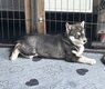 2 chiots huskys (1 mâle et 1 femelle)