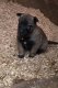 Femelle malinois lignee exceptionnelle  pedigree...