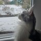Nala Maine Coon [cherche] une famille douce et...