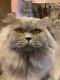 Adorables Male British Longhair Bleu saillie