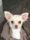 Adorable  petit  chihuahua