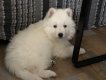 1 chiot mâle berger blanc suisse poils longs...
