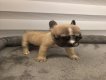 Bouledogues français chiots