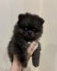 Adorables chiots Spitz nains (Pomeranian) à...