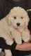 Chiot maltipoo