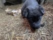Chiots berger allemand
