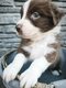 🐾 Adorables chiots Berger Australien à...