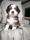 🐾 Adorables chiots Berger Australien à...