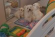 Bichons maltais de petites tailles