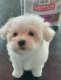 Bichons maltais de petites tailles