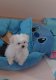 Bichons maltais de petites tailles