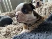 Bulldogs anglais