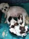 Superbe bb Mini Shih-tzu,2 mâles et 2 femelles
