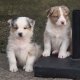 Chiots Berger Australien