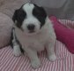 Border Collie avec pédigrée photos 3 semaines
