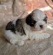 Chiot shihtzu