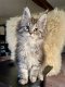 Chaton Maine coon femelle