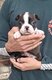 Chiots Boston Terrier à vendre