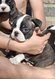 Chiots Boston Terrier à vendre